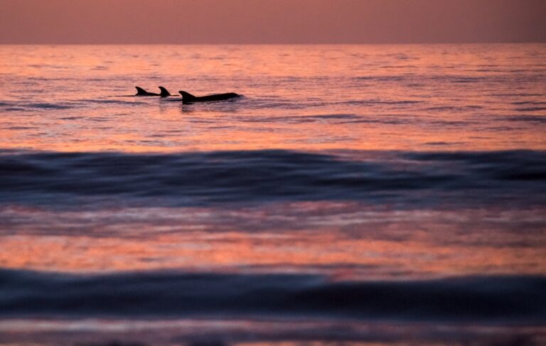 Dolphins appearing in the water in the Atlantic Ocean on Jacksonville Beach