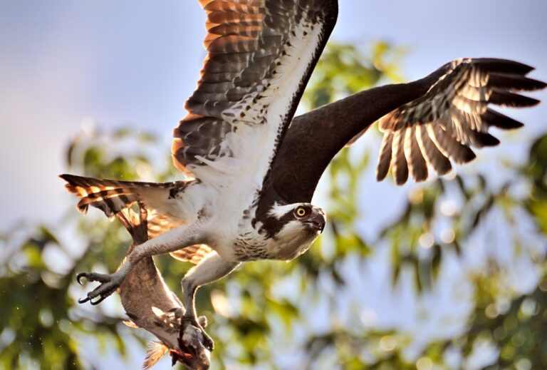 Osprey And Fish