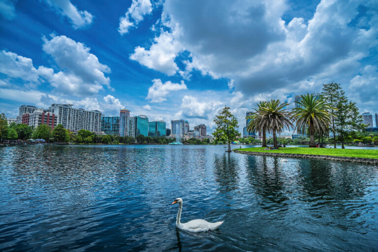 Lake Eola Park with condos in the background and a swan swimming in the foreground