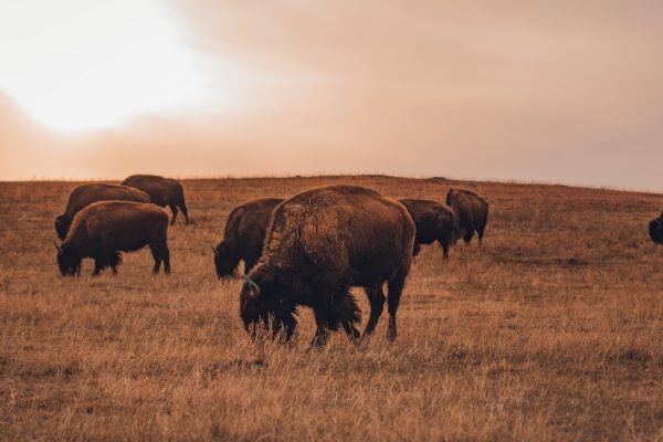 National Parks Bison Grazing